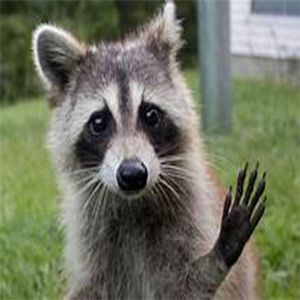 RACCOON