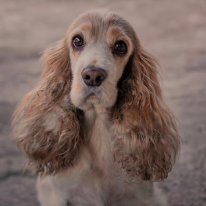 Tim I Can't Believe You Pooped Your Pants Again