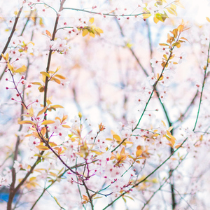 The Blossom Of Spring（春蕊）