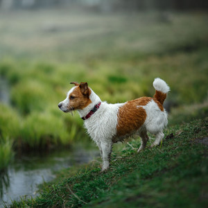 Tails Wag at Waves