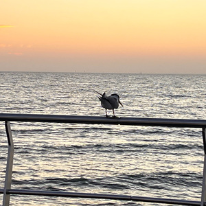 牛奶面包（翻自 杨紫）