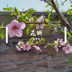 花瓣