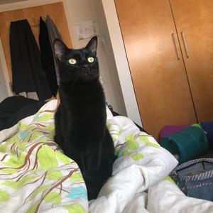 我的猫狂奔了一整夜