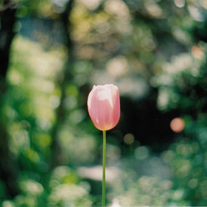 アルビレオの恋