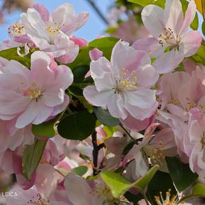 小镇佳人的离别与思念