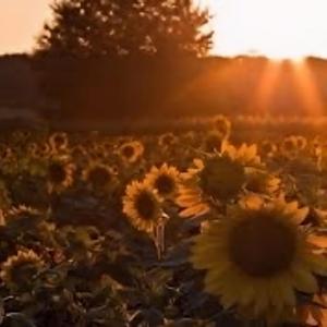 Love Theme from "Sunflower" (I Girasoli)