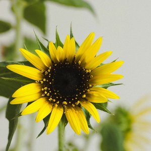 My Heart Beats for You