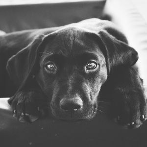 鼓舞人心(狗睡觉)