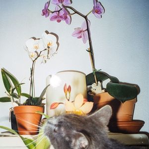 Tradescantia