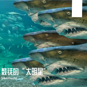 数钱的“大明星”