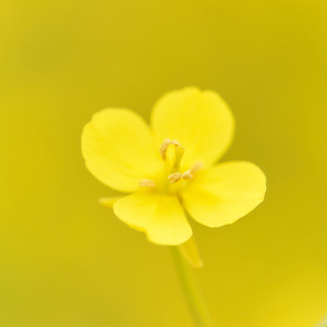 菜の花が咲く頃に