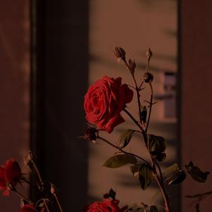 Little Talks（翻自 julia sheer）