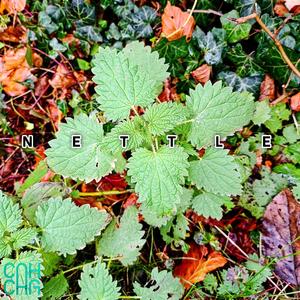 Nettle