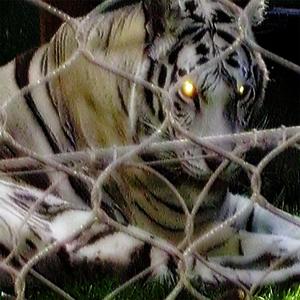 Dismissed (feat. Ericdoa)