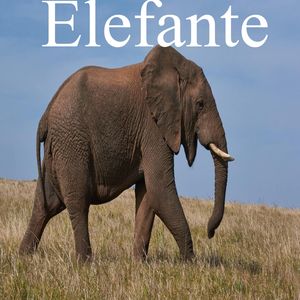 Elefante
