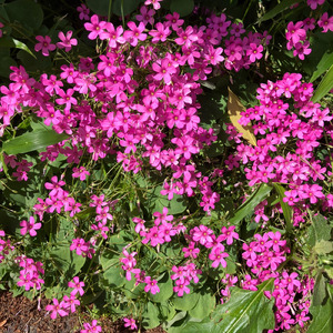 愛していると言ってくれ