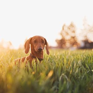 宝宝肚肚打雷雷了-整曲