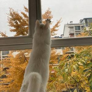 雨