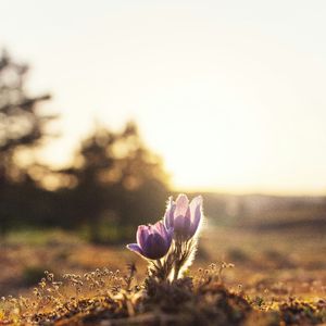 半生风雨待出头
