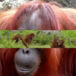 Orangutan