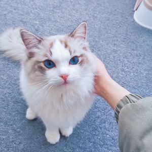 落叶