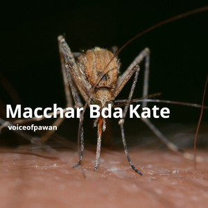 Macchar Bda Kate