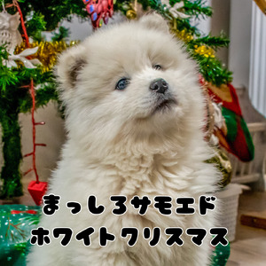 まっしろサモエド・ホワイトクリスマス