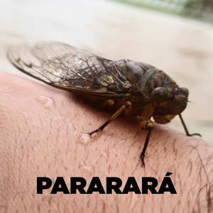 pararará