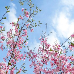 遇桃花.mp3