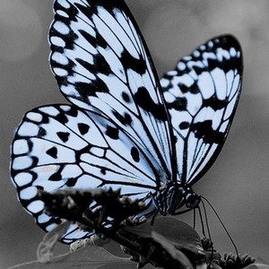 Let The Light In (nightcore)