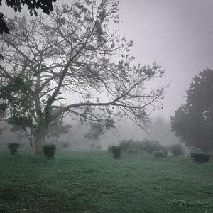 Overhead the Albatross