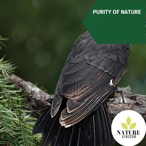 Night Crashing Waves