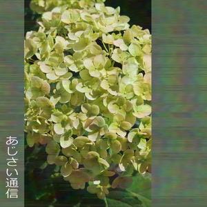 あじさい通信 (feat. 雨衣)