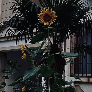 （笑）（cover.太一）