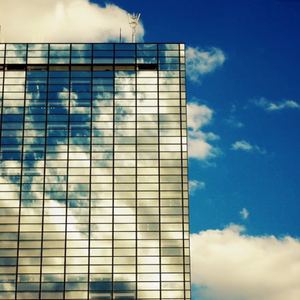 僕の庭に椿の花が咲いて