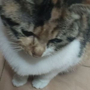 黄昏下我在房间对你