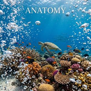 Anatomy