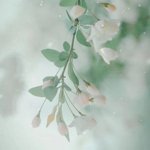 洛城晚春 伴奏