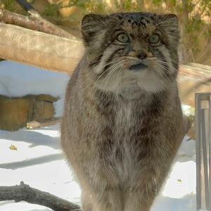 七夕の夜に ポリーに会いに