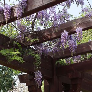 《竖琴和弦编织的睡前安宁》