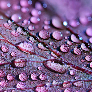 Rainy Meanderings