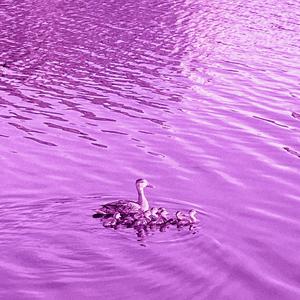 lucid taughts (sped up)