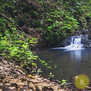 Newlands Forest (Bottom of forest river)