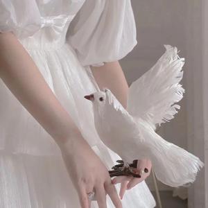 鸽子(写给未来的他)