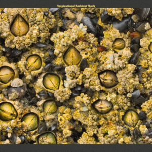 My Dancing Scorpions Ver 2