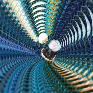 Restricted Mushrooms