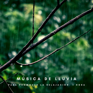 Música De Lluvia Para Promover La Relajación - 1 Hora