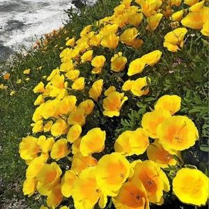 【free】情歌/ type beat 小花