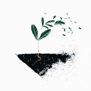 Roots