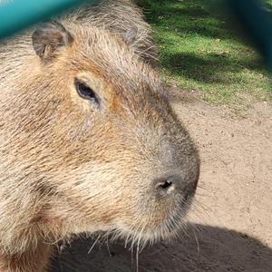 i saw a capybara yesterday